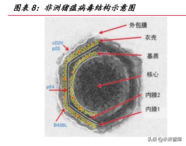 我国生猪养殖市场空间超万亿，2022年或为产业布局最佳时机？