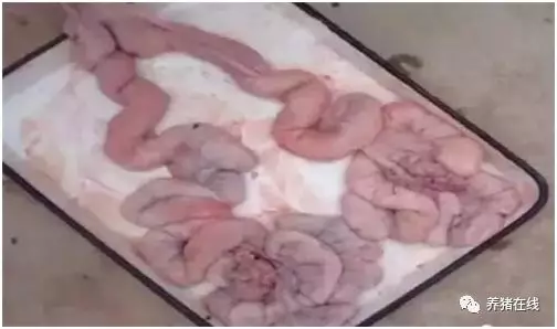 这个解剖案例，能让你更懂后备母猪的饲养管理