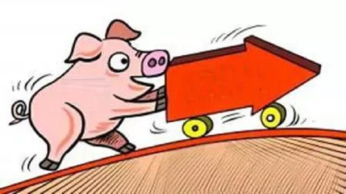 1月13日仔猪价格：猪价止跌企稳，仔猪价格逆势上涨，后市如何？
