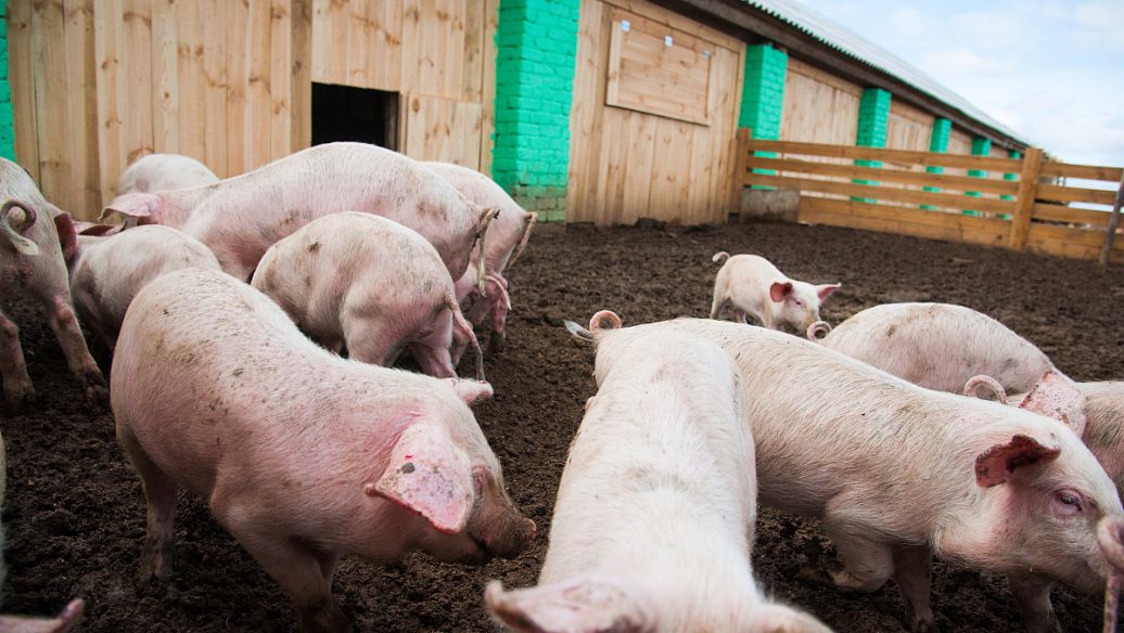 预见2022：出众亦或出局？养猪业急需注意三低三高！