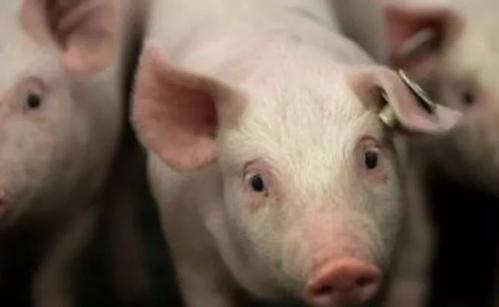 2022年01月13日全国各省市外三元生猪价格，多地猪价飘红上扬，猪价要反弹了？