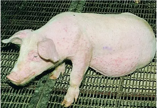 冬季怎么防控猪场反反复复的气喘病？