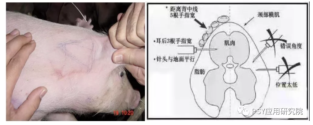 图5:猪颈部注射位置误区四:错误的注射方式1,打飞针