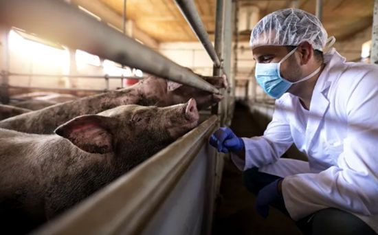 意大利发现非洲猪瘟 多国已停止从意大利进口猪肉