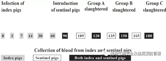 试验报告：后备母猪饲养过程中蓝耳排毒规律研究