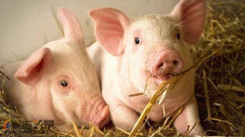 全球猪病监测报告2022年1月（上）
