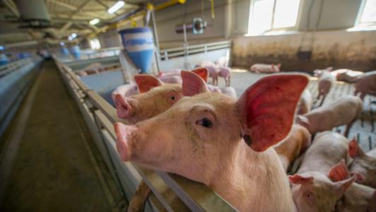 罗牛山：2021年12月生猪销售收入环比增长15.67%