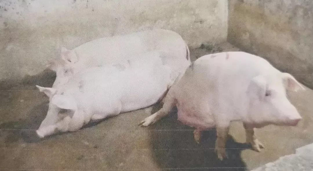 私自屠宰生猪46头，两男子被判处有期徒刑六个月！