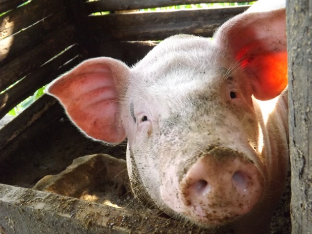 2022年01月16日全国各省市内三元生猪价格，部分地区屠宰量有提升，生猪价格震荡维稳