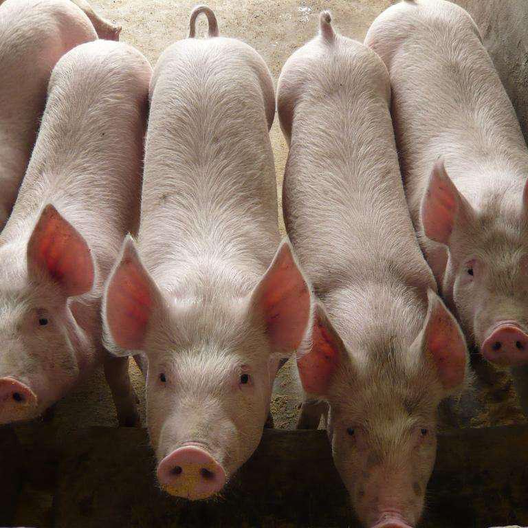 2022年母猪管理的7大趋势,养猪人必须了解