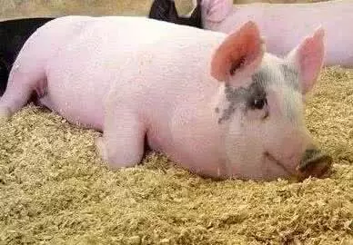 麦麸喂猪虽好，但也有隐患：长期单喂会导致猪缺钙！
