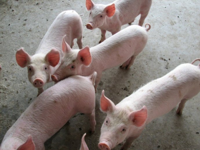 2022年母猪管理的7大趋势,养猪人必须了解