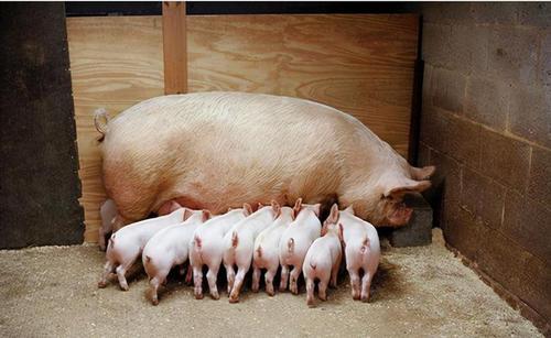 高产母猪群应具备哪些条件？