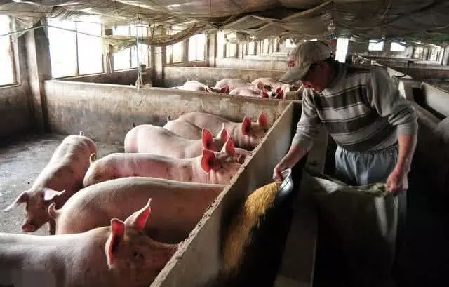 2021年，生猪出栏6.8亿头，散户“赢了规模猪场”，2022年谁是赢家？