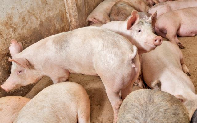保育猪管理5点：“净、挑、差、散、气”！