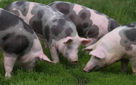 2022年01月18日全国各省市土杂猪生猪价格，市场供强需弱基本面难以撼动，猪价震荡下行！