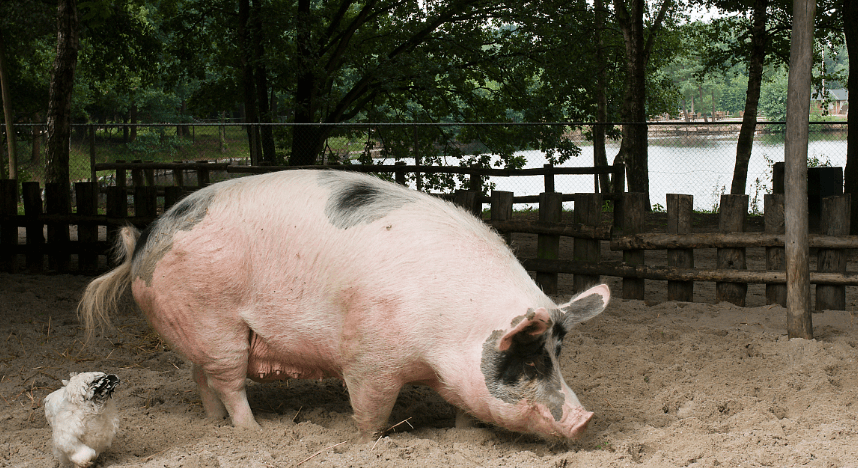 2022年01月18日全国各省市种猪价格报价表，养殖亏损驱动产能去化，二元母猪存栏自高点下降已达约15%！