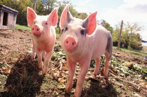 湖北生猪养殖调研——时间给出检验，警惕高喊口号的人