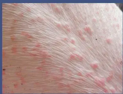 猪身上出现这些红点疙瘩？这些皮肤病你能分清楚吗？