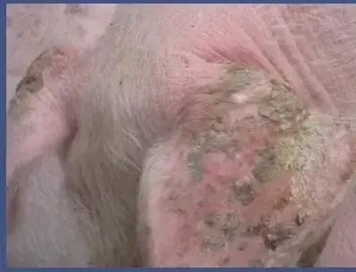 猪身上出现这些红点疙瘩？这些皮肤病你能分清楚吗？