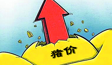 2022年猪价何时上涨？最新预判来了