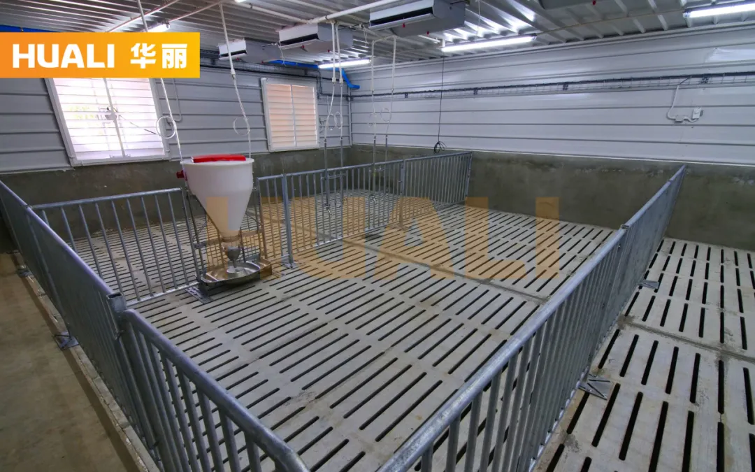 华丽交卷！缅甸1200头种猪场项目投产在即