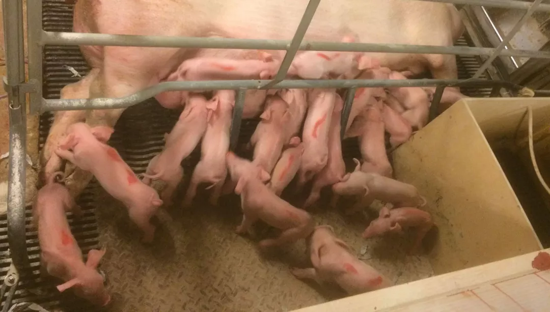 仔猪交叉哺乳实用技巧：最大限度提高断奶仔猪数量和质量