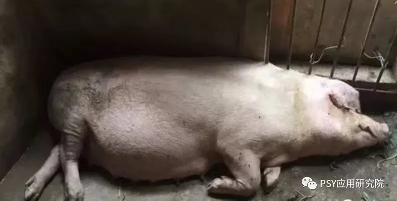 母猪产前产后发烧有办法，可出现低温怎么办？