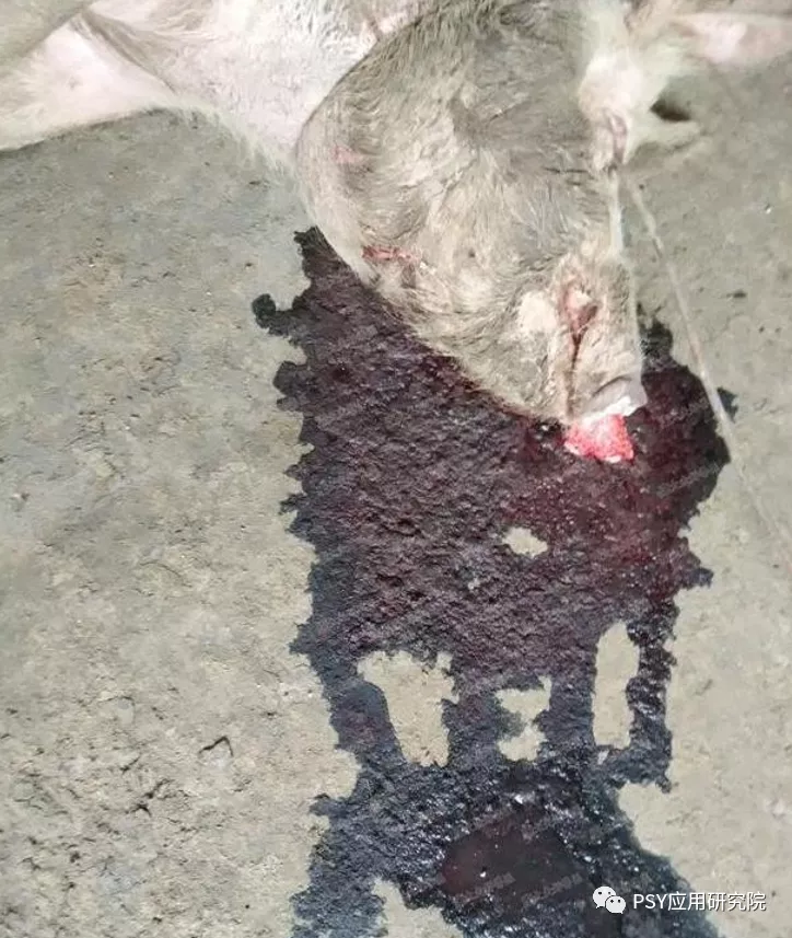 秋冬季节及气温骤变时猪场突然死猪是什么原因？