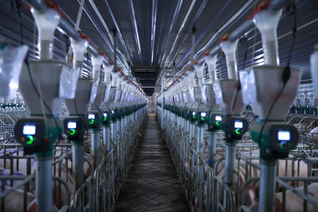 数智化养殖 打造养猪新模式—专访北京农信互联联合创始人、农芯数科副总经理及市场负责人夏阿林
