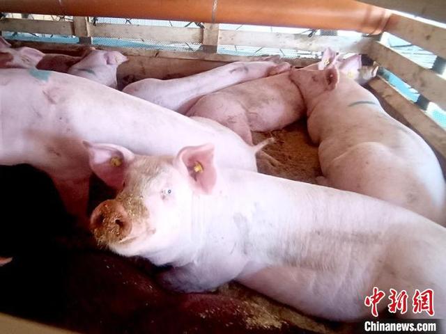 吉林生猪产能持续释放 2021年出栏1750.2万头
