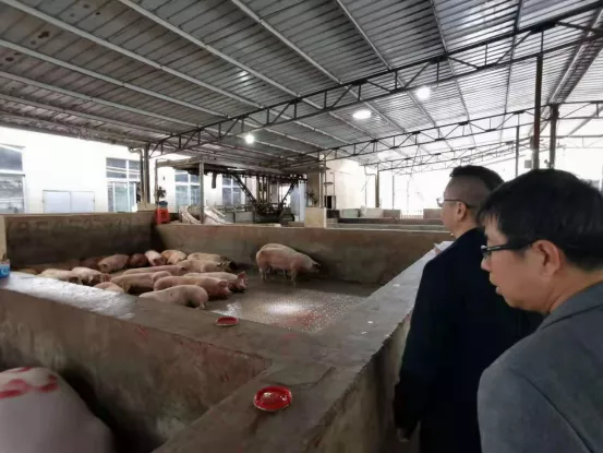 福建泉州：严打重处生猪屠宰违法行为，保障上市猪肉产品质量