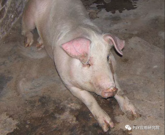 秋冬季节及气温骤变时猪场突然死猪是什么原因？