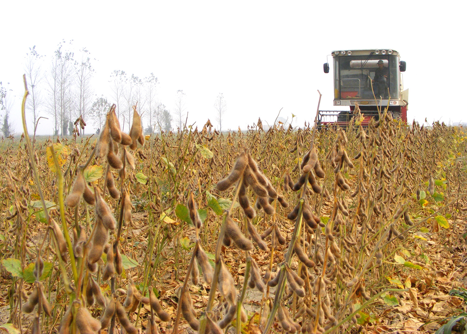 大豆产业“卡脖子”？中国大豆“被击垮”了吗？