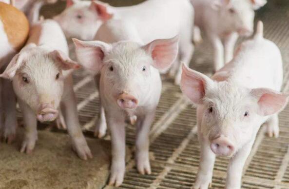 新一轮猪周期有望在今年第二季度开启？猪肉板块新年以来逆市上涨4.58%