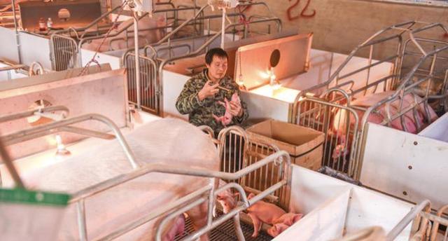 2022年贵州省生猪产业怎样高质量发展？