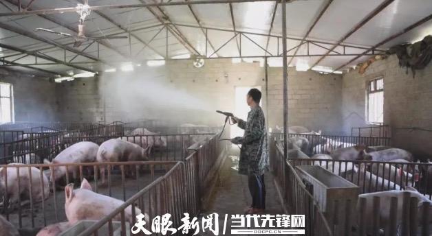 2021年贵州生猪出栏1864.3万头，生猪产业在育种、饲料生产等方面成效显现