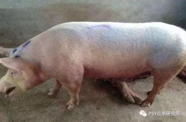 秋冬季节及气温骤变时猪场突然死猪是什么原因？