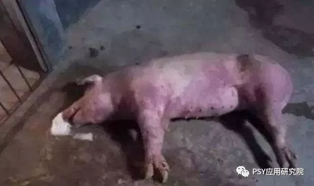 秋冬季节及气温骤变时猪场突然死猪是什么原因？