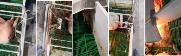 江西某规模猪场病毒性腹泻案例分析