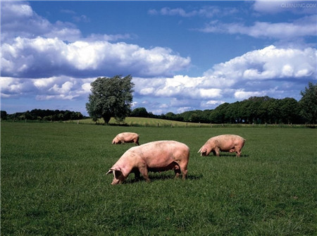 2021年微猪数据年报：全国猪业数据以及微猪大数据平台的养猪数据