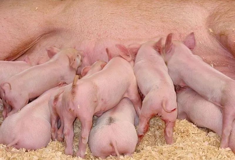如何确定母猪的最佳配种时间？