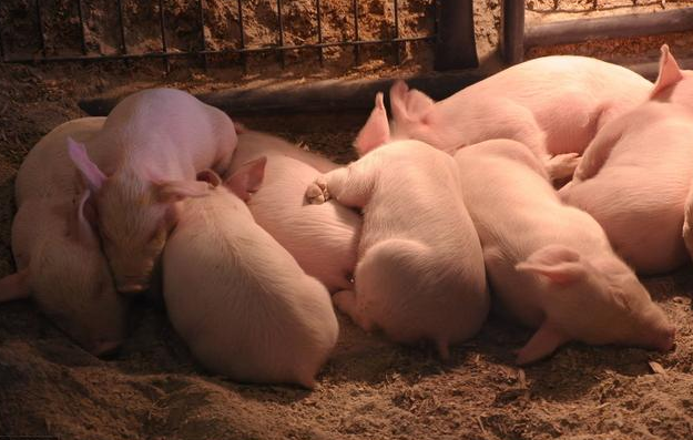 仔猪出生时候出现假死状态，应该如何抢救？