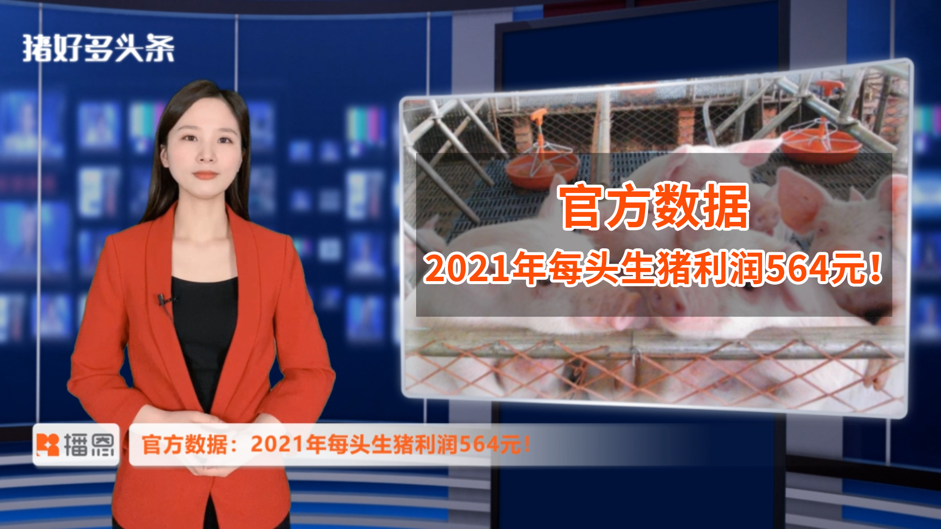 农业农村部：卖一头猪赚564元！2021年养猪大丰收？
