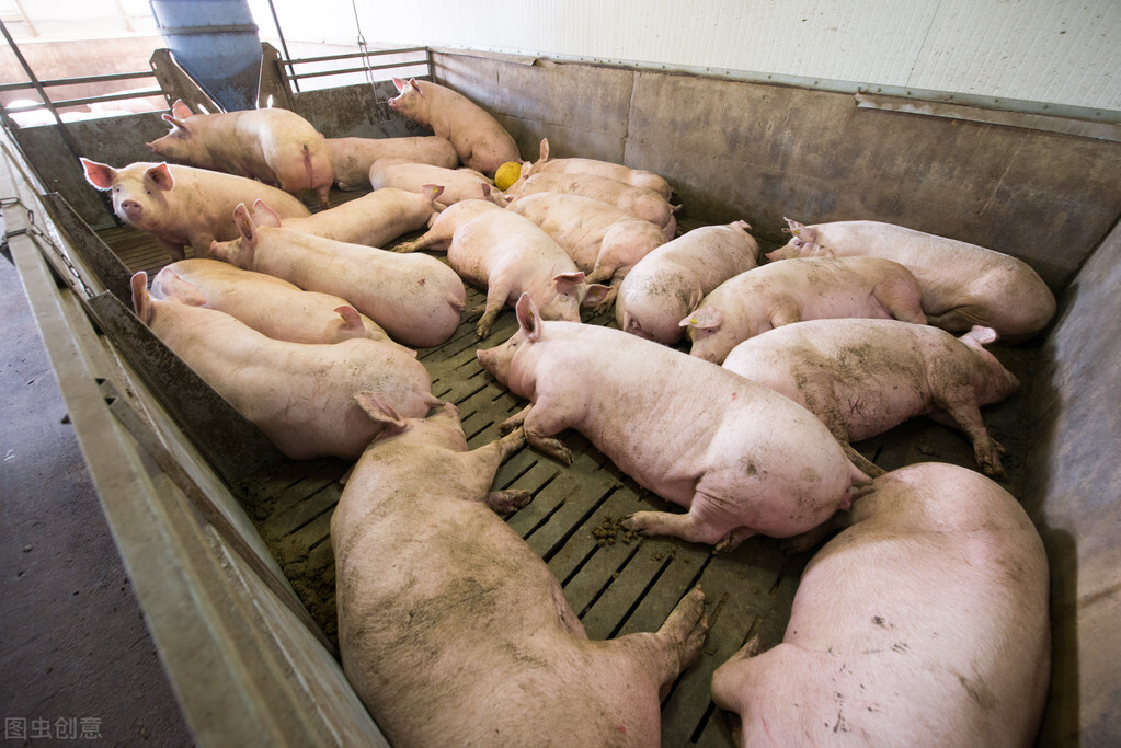 教槽料在自繁自养猪场的重要性