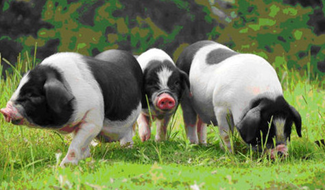 2022年01月22日全国各省市土杂猪生猪价格，鲜销需求持续增长,猪价终于涨了！