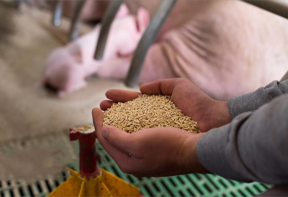 猪料配给量的精确度及其控制