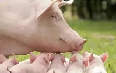 提高母猪泌乳量的5项措施，养猪人别错过！