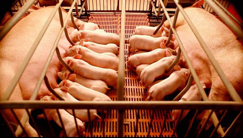 哺乳母猪黄金保健方案，自繁自养养猪人请收好！
