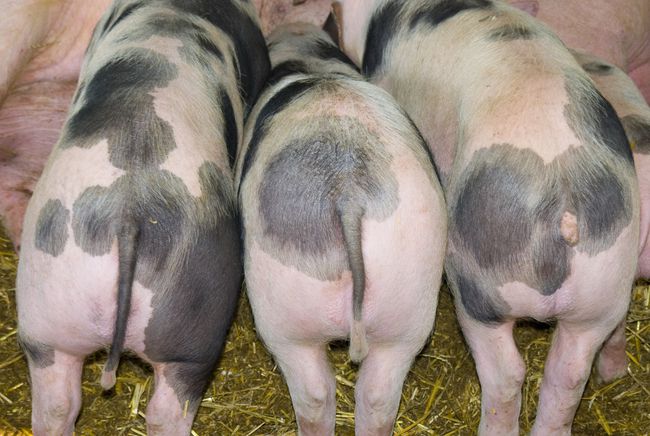 猪每个生长阶段都需要喂不同的饲料，到底该怎么喂？